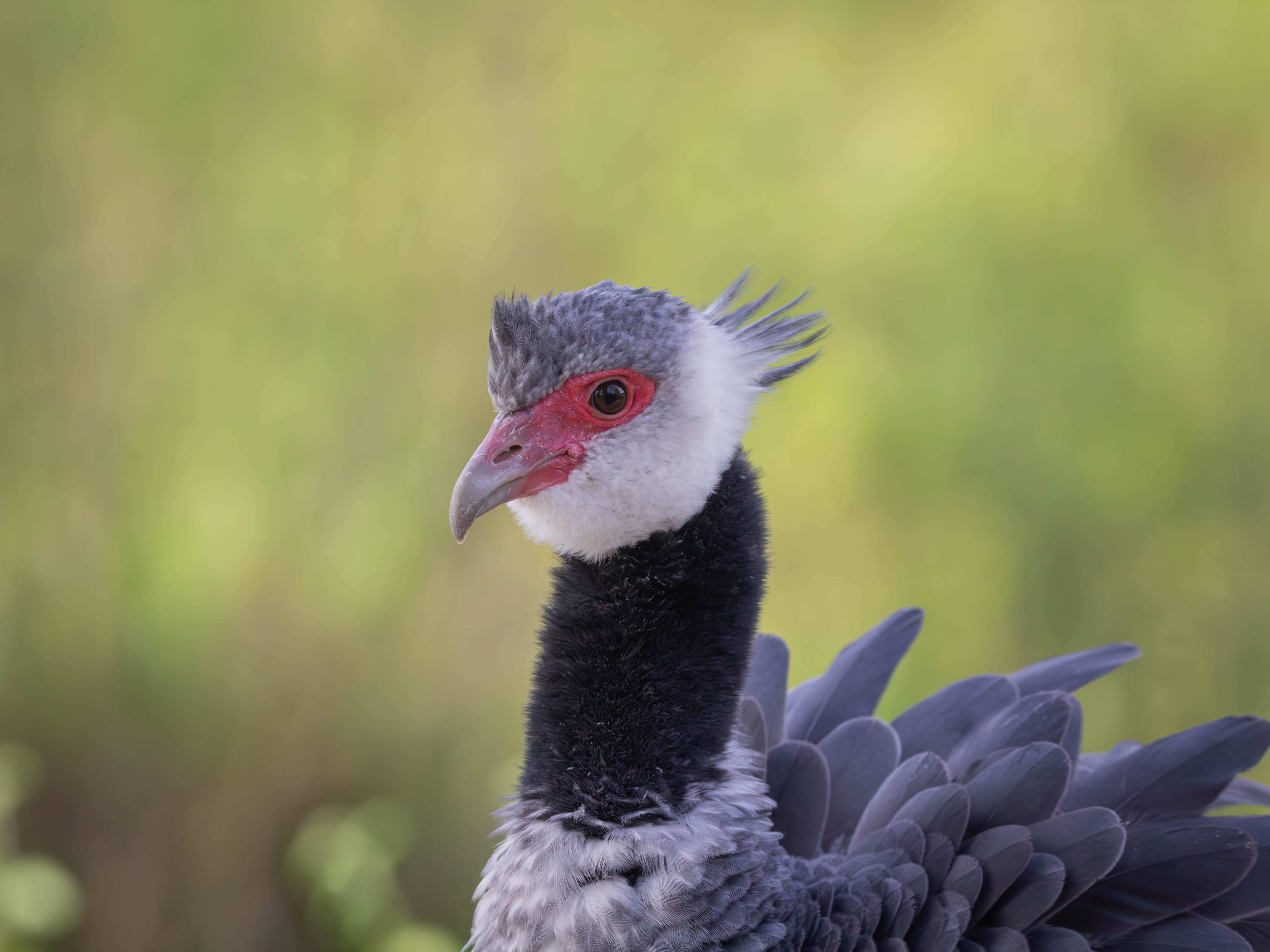 Chavarría avistada en ciénaga